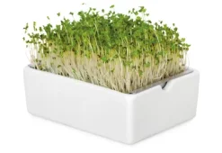 Anzuchtset Microgreens