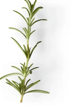 Nachfüller zu Naturseife Soeder