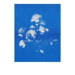 Postkarten-Set Riso