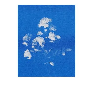 Postkarten-Set Riso